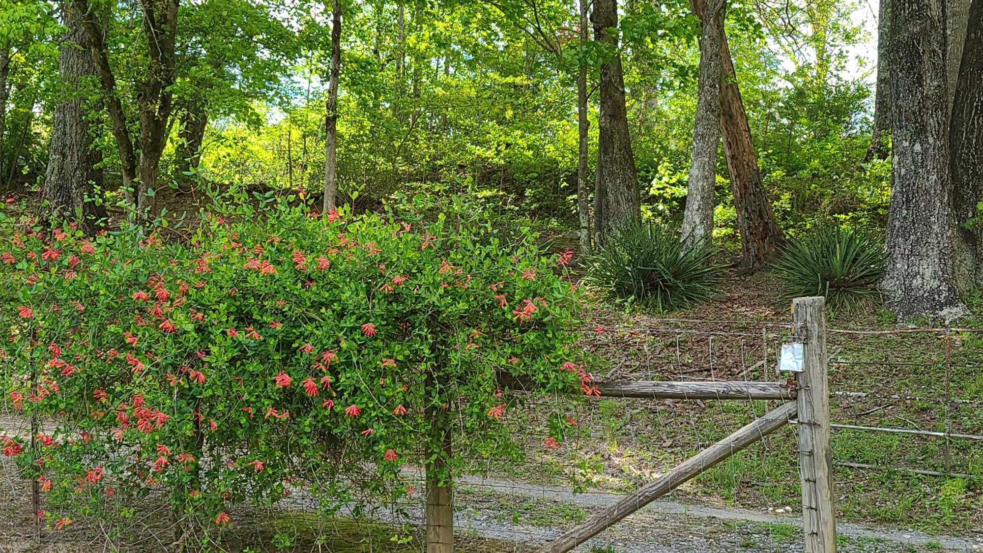Cozy Cottage With Full View Of The Mountains! บลูริดจ์ ภายนอก รูปภาพ